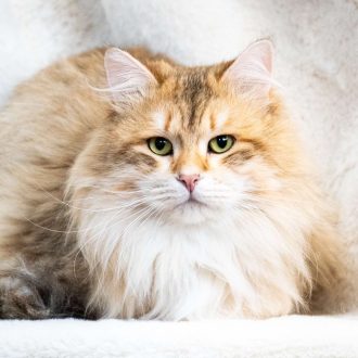 PATRIK - GOLDEN TABBY WITH WHITE