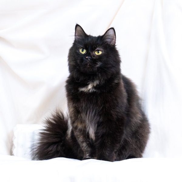 Onyx- Black torbie